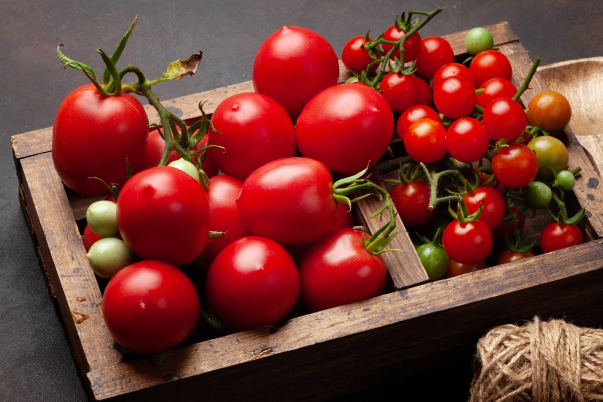 Zebrane pomidory z ogrodu leżą w drewnianej skrzynce